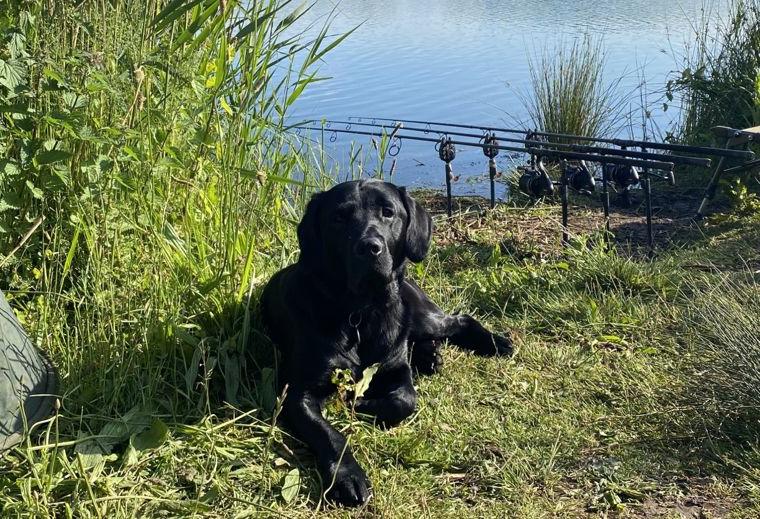 Reg, the fishing hound chilling by the rods on a large gravel pit