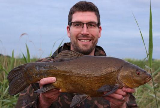 A Nice Fenland Drain Tench